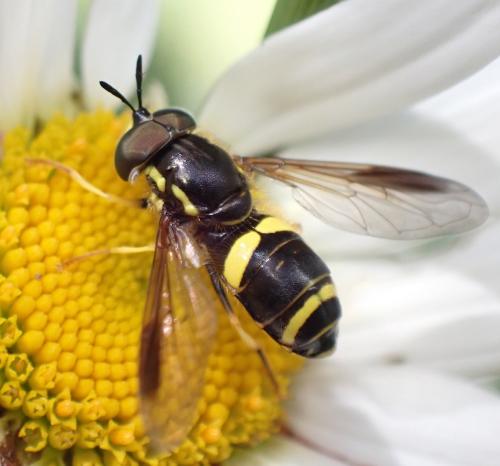 Réf. 289 935 : Chrysotoxum bicinctum